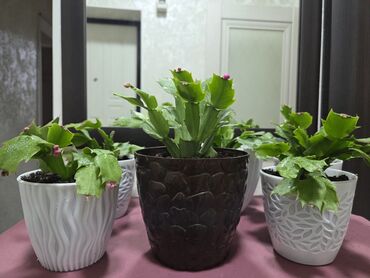 сколько стоит аквариум для рыбок: Декабристы (Schlumbergera) в декоративных горшках. -Продаю домашние