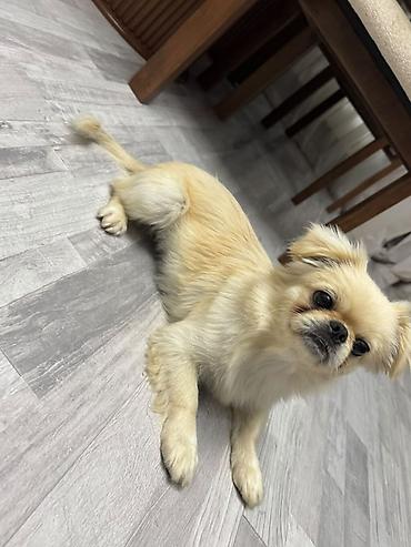 it oyuncaq: Pekines, 1 il, Dişi, Peyvəndli, Ünvandan götürmə — 1