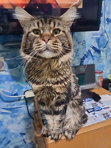 ragdoll pisik: Meyn-kun, Dişi, Ünvandan götürmə — 9