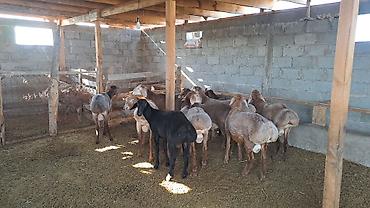 Продам с/х животных: Продаю | Ягненок | Для разведения | Ярка — 2