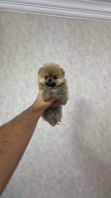 İtlər: Mikro pomerandi temiz parodadi xaiş ancaq anlayişi olanlar miraciet — 8