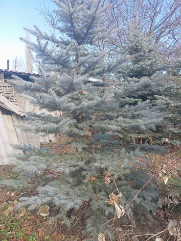 Декоративные деревья: Саженцы деревьев: Ели — 7