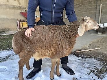 Баран, овца: Продаю | Баран (самец) | Арашан | Для разведения | Племенные, Осеменитель — 9