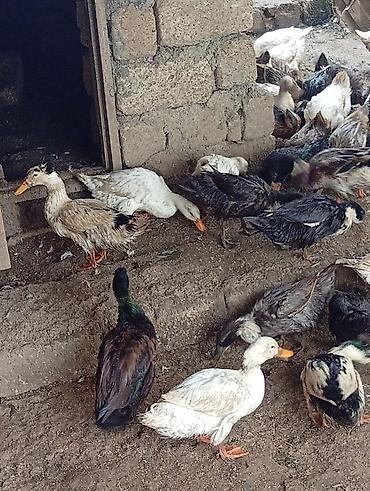 lal ordəklərin satışı: Her sort ordeylermiz satışı ve yumrta satsi varmzdr — 8
