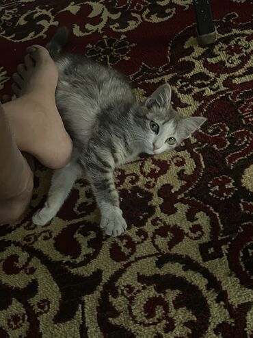 шотландская вислоухая лиловая кошка: Мышык бекер берилет: Породасыз, 3 айлык, Эркек, Лотокко барууга үйрөтүлгөн, Курттардан тазаланган