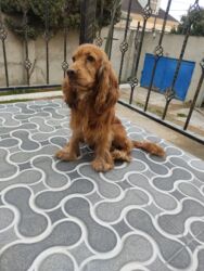 İtlər: Koker spaniyel, 1 il, Erkek, Peyvəndli -da lalafo.az — 7 İtlər: Koker spaniyel, 1 il, Erkek, Peyvəndli — 7