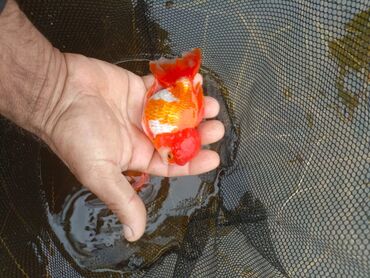 Balıqlar: Oranda2 quyruq qiyməti 2 manat. 4 quyruq qiyməti 3 manat Ünvan — 7