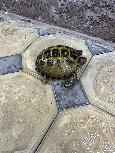 яицо черепахи: Наземная черепаха 🐢 
1 штук — 4