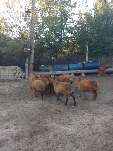 Digər kənd təsərrüfatı heyvanları: 3 aylığ südəmər quzular satılır! Diri çəkisi 10 manatdı,tək tək — 7
