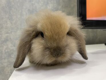 Dovşanlar: Satilir erkek Holland dovşanı 10 Azn . dovşan 3 aylıqdır, sağlamdır