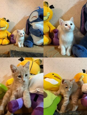 котята в хорошие руки бесплатно: Yaxşı əllərə