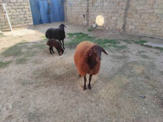 Inəklər, öküzlər: Dişi, Qala, il: 1, 85 kq, Damazlıq, Ünvandan götürmə