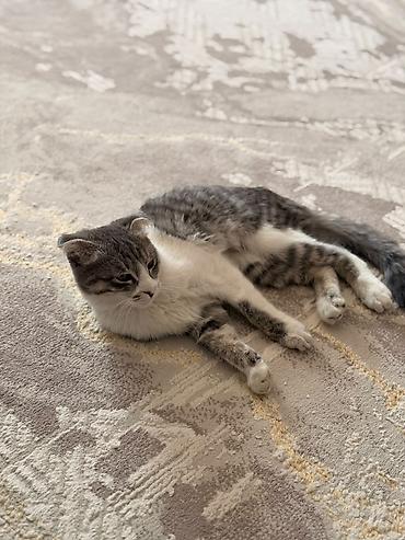 Продажа кошек: Кот вислоухий — 3