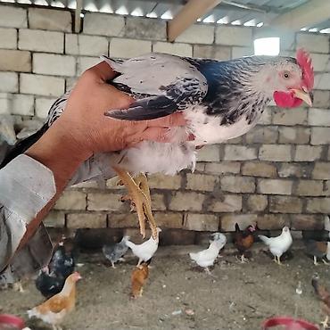 toyuq cuce fermasi: Yerli təsərrüfatdan toyuqlar – qarışıq yumurta yönümlü cinslər - — 6