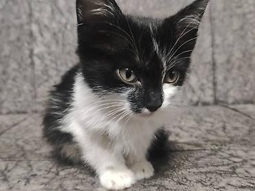 Отдам даром кошку: Кошка даром: Беспородная, 2 месяца, Мальчик — 5