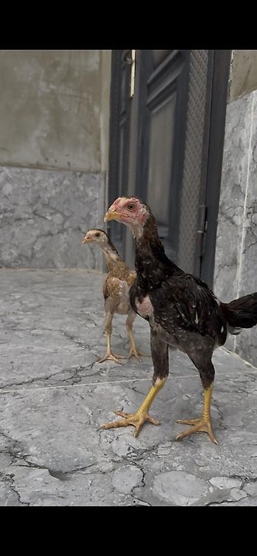 Kənd təsərrüfatı quşları: Salam satılır.Atası anası türkiyədən gəlib damazlıq kimi.Meydan — 1