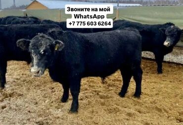 Коровы, быки: Продаю | Корова (самка), Бык (самец), Тёлка | Ангус, Герефорд, Голштин | На откорм, На забой, Для разведения | Племенные, Нетель