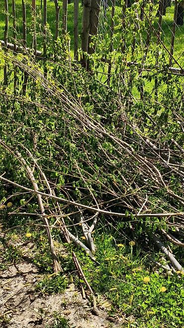 Дрова: Дрова Тополь, Самовывоз — 3