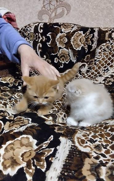 кошка манас: Кошка даром: Британская короткошёрстная, 2 месяца, Мальчик — 4