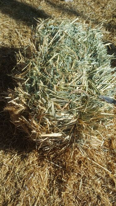 кролик декоративные: Камыш аралаш биринчи кос чөп сатылат. 100 шт lalafo.kg да кролик декоративные: Камыш аралаш биринчи кос чөп сатылат. 100 шт