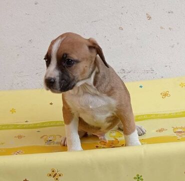 Psi: Na prodaju štenci Američkog staforda,oštenjeni 24.januara,očišćeni od na lalafo.rs — 6 Psi: Na prodaju štenci Američkog staforda,oštenjeni 24.januara,očišćeni od — 6