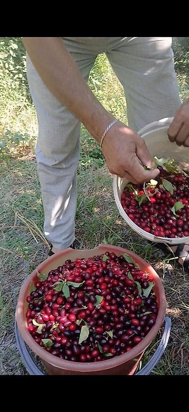 Torpaq sahələrinin satışı: 20 sot, Tikinti, Mülkiyyətçi, Kupça (Çıxarış) — 15