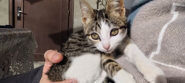 Pişiklər: Tabbi, Dişi, Yaxşı əllərə, Pulsuz çatdırılma — 25