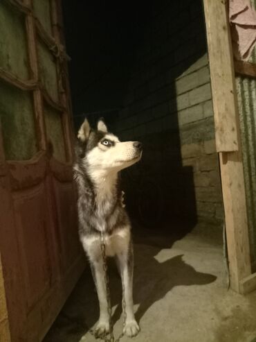 xaski: Xaski, 1 il, Dişi