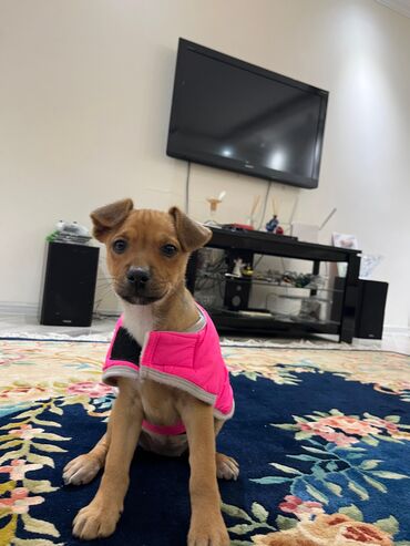 İtlər: Zərif və ağıllı ba - Cins: Cek Rassel Teryer - Rəng: qızılı-qəhvəyi — 7