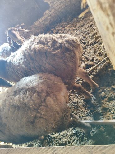 Бараны, овцы: Продаю | Овца (самка) | Для разведения | Матка — 11