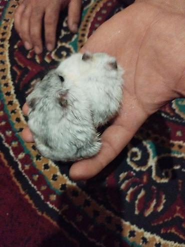 Gəmiricilər: Dwarf hamster cütlüyü - Növ: xırda cins (cütdə), yumşaq tüklü, qara — 4