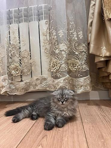 сиамский вислоухий кот: Скотиш Фолд (Шотландская вислоухая), 2 месяца, Девочка, Серебристая шиншилла, Приучена к лотку — 4