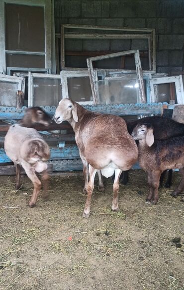 Бараны, овцы: Продаю | Баран (самец) | Гиссарская, Полукровка, Арашан