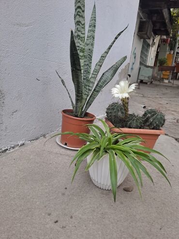 Uzunmüddətli kirayə mənzillər: Seherin merkezinde merkezi parkin yaninda 1 otagli menzil kiraye — 10