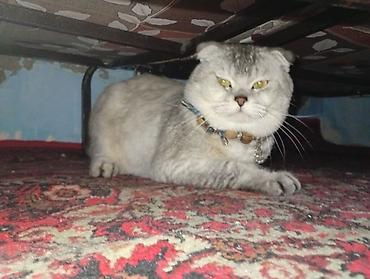Кошки: Шотландская вислоухая — 3