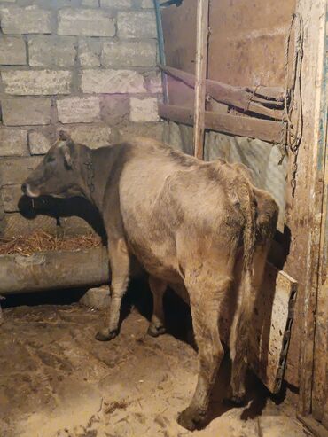 simmental ineklerin satisi: Dişi, il: 3, Ətlik, Ünvandan götürmə