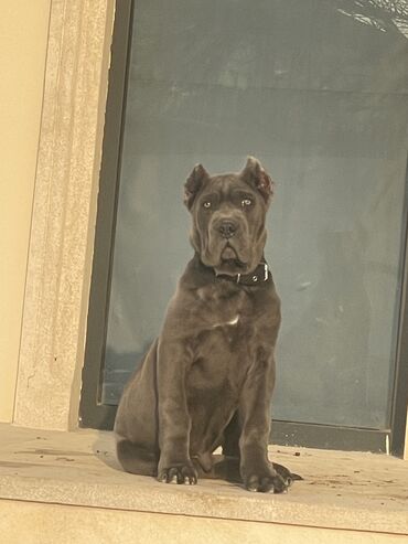 cane corso satisi: Kane-Korso, 4 ay, Erkek, Peyvəndli, Ödənişli çatdırılma