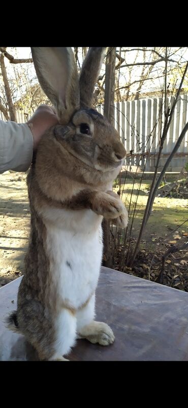 Dovşanlar: Flandr cinsli dovşanlar satılır. 2-3-4 aylıqlardı. Təmiz qandı. Ətlik -da lalafo.az — 3 Dovşanlar: Flandr cinsli dovşanlar satılır. 2-3-4 aylıqlardı. Təmiz qandı. Ətlik — 3