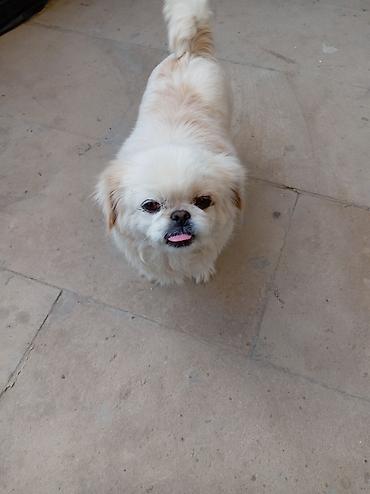 İtlər: Pekines — 3