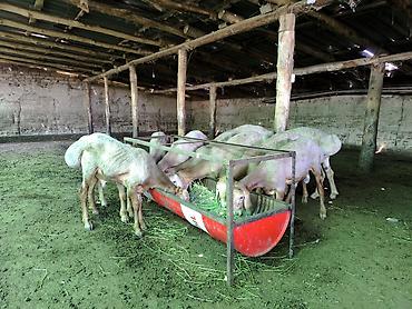 Баран, овца: Продаю | Баран (самец) | Арашан — 5