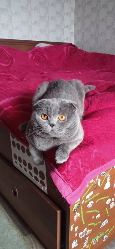 Вязка кошек: Вязка: Скотиш Фолд (Шотландская вислоухая), Мальчик, 3 года — 4