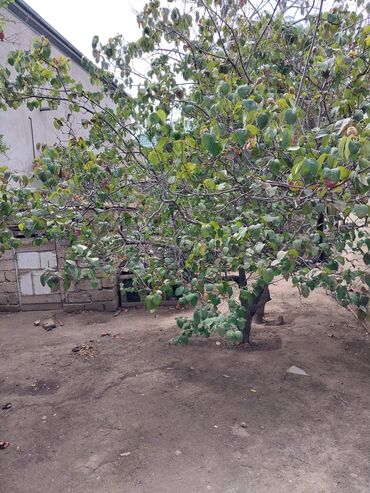 Torpaq sahələrinin satışı: 65 sot, Tikinti, Makler, Kupça (Çıxarış) — 7