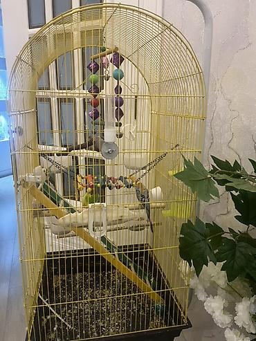 sarı quş: Böyük quş qəfəsi – aksessuarlarla birlikdə - Rəng: sarı metal karkas — 1