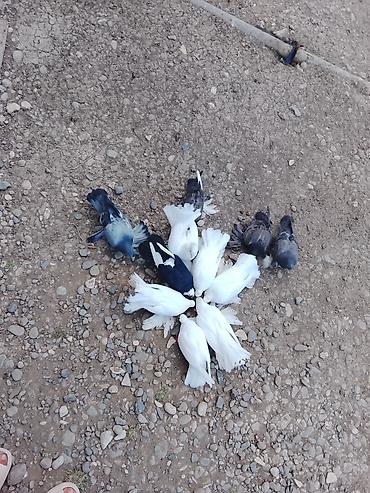 goyercin satilir: Salam 12 quş du Kom satilir 4 takla 3 pavlin 2 kəkilli ağ və qara — 2