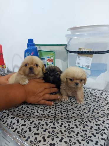 İtlər: Pekines, 1 ay, Erkek, Ünvandan götürmə