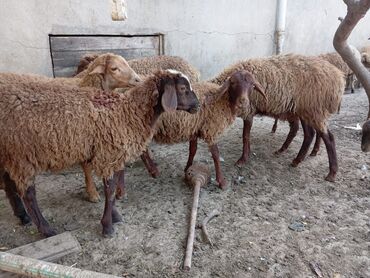Gəmiricilər: Quzular biri 185azn disidiler