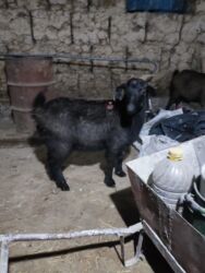 домик для животных: Сатам | Эчки (ургаачы)