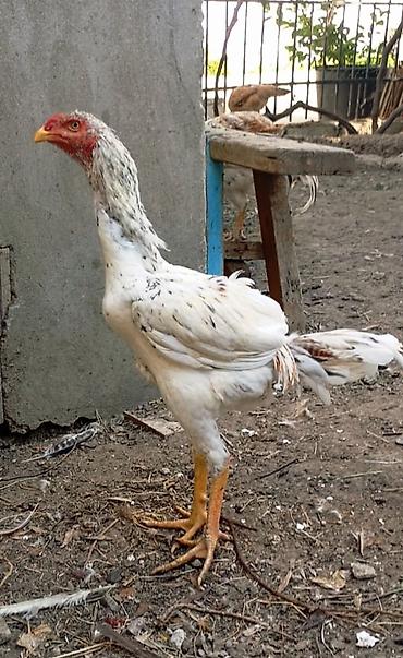 3 ədəd heyratı beçələr satılır. Cinsi Pleymut ağ pleymut beçə 7 aylıq lalafo.az -da 3 ədəd heyratı beçələr satılır. Cinsi Pleymut ağ pleymut beçə 7 aylıq