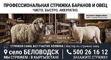 вызвать ветеринара на дом: Кой кыркабыз. стрижка баранов и овец — чисто, быстро, аккуратно. - — 1