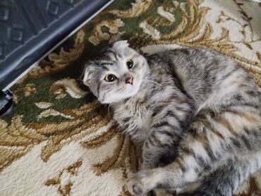 экзотическая кошка: Шотландская вислоухая кошка с уникальными, прилегающими к голове